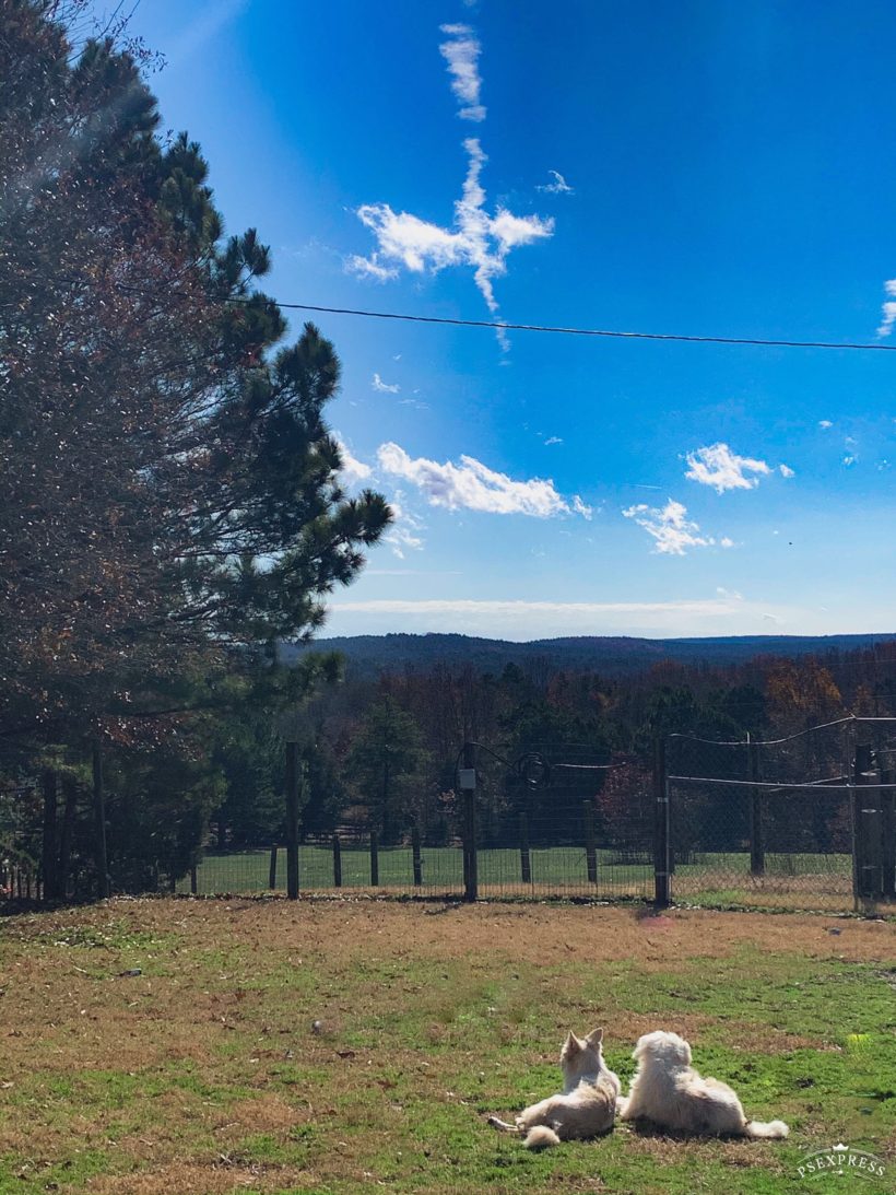 Home Carolina Poodle Rescue