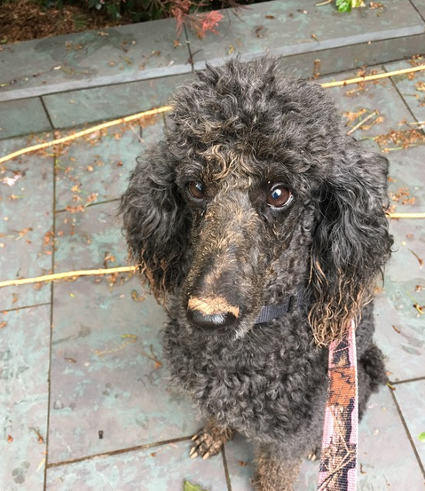 Happy Tails: Madison the Poodle Princess